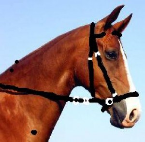 Obrazek